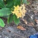 Ixora coccinea Flower