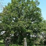 Quercus cerris عادت داشتن