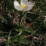 Ranunculus kuepferi Flower