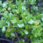 Quercus x auzandri 形態