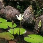 Nymphaea lotus Kwiat