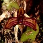 Bulbophyllum ngoyense Çiçek