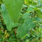 Hypericum hircinum Blad