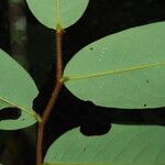 Xylopia villosa Hoja