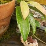 Hoya purpureofusca