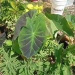 Colocasia esculentaFolla