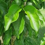 Vangueria madagascariensis Hoja