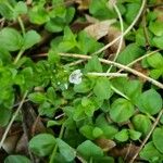 Veronica serpyllifolia Цвят