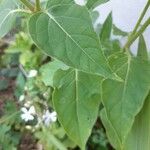 Mirabilis jalapa Leaf