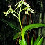 Prosthechea cochleata Plante entière