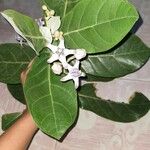 Calotropis giganteaFleur