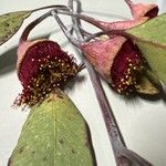 Eucalyptus caesia 花