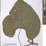 Cissus prunifera Other
