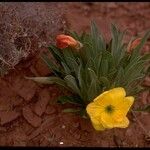 Oenothera howardii ᱛᱟᱦᱮᱸ