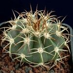 Melocactus neryi Tervik taim