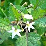 Solanum villosumফুল