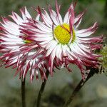 Bellis sylvestris Цветок