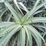 Aloe arborescens葉