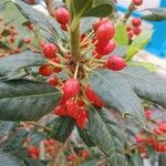Ilex cornuta ഫലം
