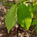 Holarrhena pubescens Leaf