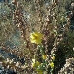 Verbascum sinuatum Blüte