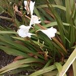 Watsonia borbonica Blatt