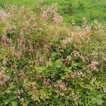 Saxifraga hirsuta Hábito