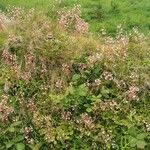 Saxifraga hirsuta Habit