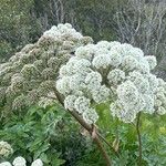 Angelica sylvestrisFlor