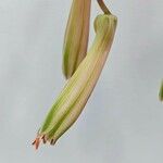 Aloe aristata Květ