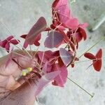 Oxalis hedysaroides Leaf