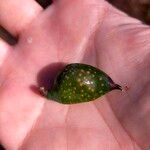 Hakea sericea Fruct