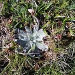 Plantago nivalis Leaf