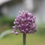 Allium polyanthum ফুল