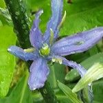 Camassia leichtlinii Blomst