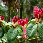 Rhododendron ferrugineum Цвят