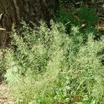 Agrostis capillaris Flower