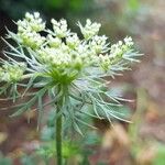 Daucus carota Квітка