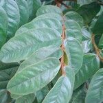 Senna viarum List