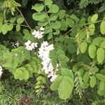 Robinia pseudoacacia Цвят
