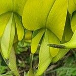 Crotalaria agatiflora Flor