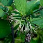 Jasminum beesianum Otro