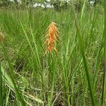 Eulophia walleri Habit
