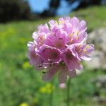 Armeria alpina Flower