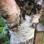 Betula maximowicziana 樹皮