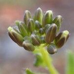 Arabis ciliata फल