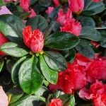 Rhododendron alabamense Blad