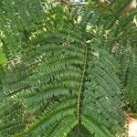 Jacaranda mimosifolia 叶