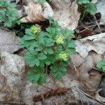 Adoxa moschatellina 葉