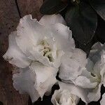 Rhododendron alabamense Floare